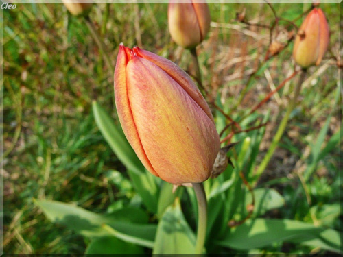 Zauroczona swieza zielenia,,
i niesamowita gama kolorow kwiatow.,
Po niebie blekitnym RA podrozuje,
i co dzien zsyla cieplejsze promienie.
Ziemia w cudownych kwiecia barwach tonie,
ptaszeta od switu do nocy spiewaja.
I ja sie na skrzydlach wiosny unosz...