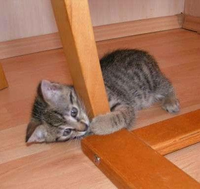 Koty do adopcji #adopcja #adopcje #Gliwice #kocięta #kot #kotki #koty #pomoc #przygarnę #schronisko #zaadoptuję #zwierzęta
