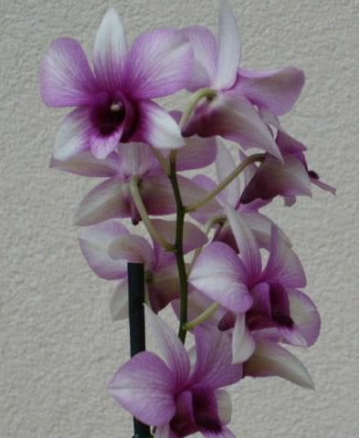 dendrobium