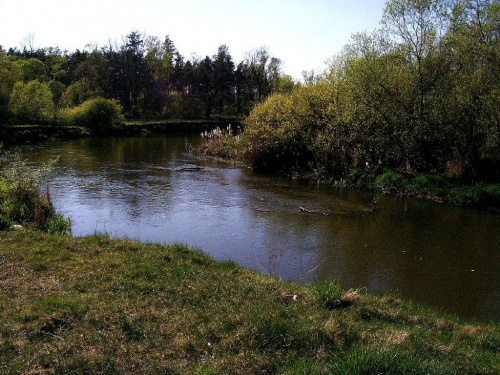 Prawdziwie dzika rzeka w Rembieszowie