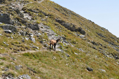 kozica na szlaku #Bystra #lato #przyroda #Tatry #Zakopane #zwierzęta #kozica