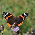 motyl #lato #przyroda #Tatry #Zakopane #motyl