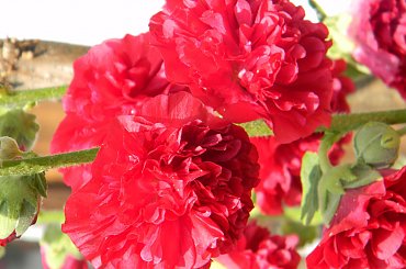 Żarnowiec-z parku Marii Konopnickiej
http://www.muzeumzarnowiec.pl/ #kwiaty #malwy #ogród