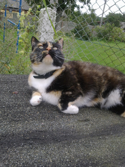 Kiciucha