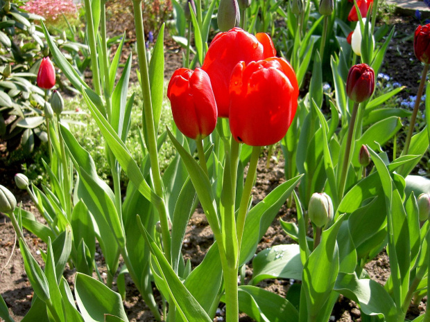 tulipankowe trojaczki