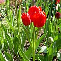 tulipankowe trojaczki