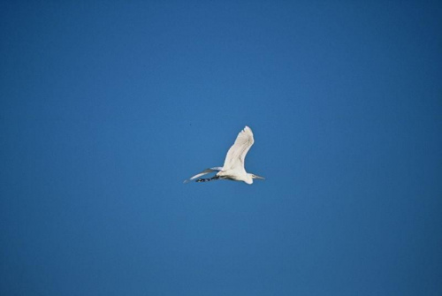 Czapla Biała #Ptaki