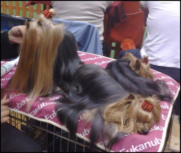 Yorkshire Terrier