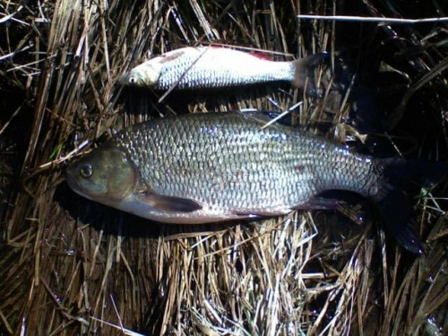 Jaź 54 cm , kleń 35 cm.