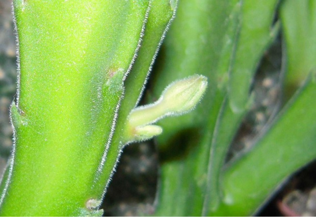 stapelia