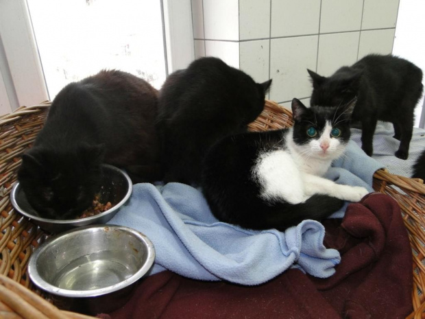 Koty do adopcji #adopcja #adopcje #Gliwice #kocięta #kot #kotki #koty #pomoc #przygarnę #schronisko #zaadoptuję #zwierzęta