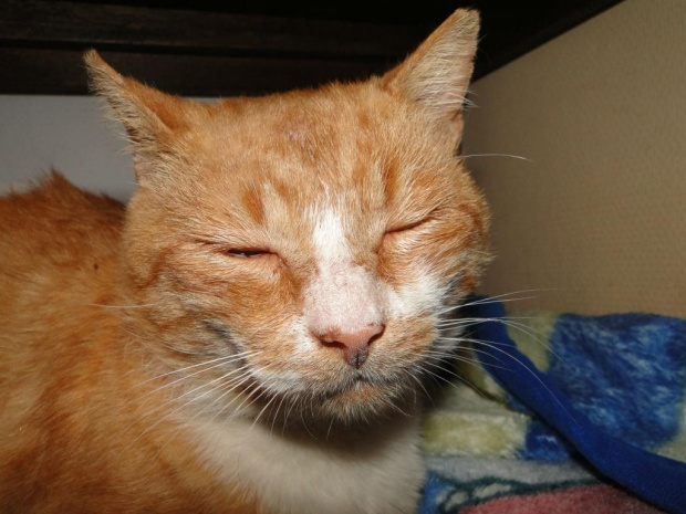 Koty do adopcji #adopcja #adopcje #Gliwice #kocięta #kot #kotki #koty #pomoc #przygarnę #schronisko #zaadoptuję #zwierzęta