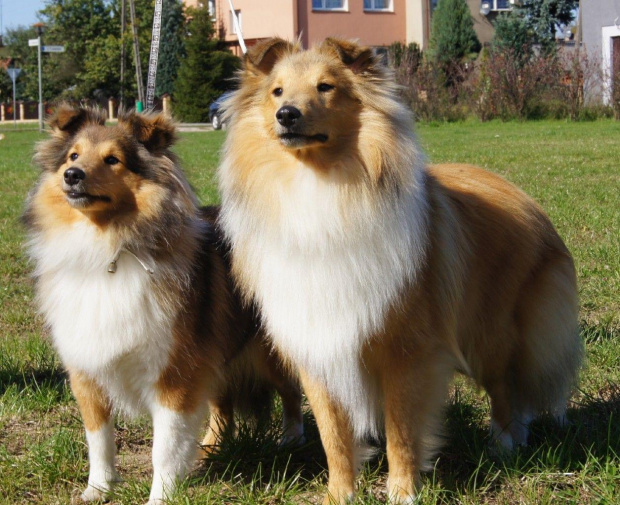 NESH SUNNY BOY , w hodowli
Amber Sun FCI, owczarek szetlandzki, sheltie #NESHSUNNYBOY #WHodowli