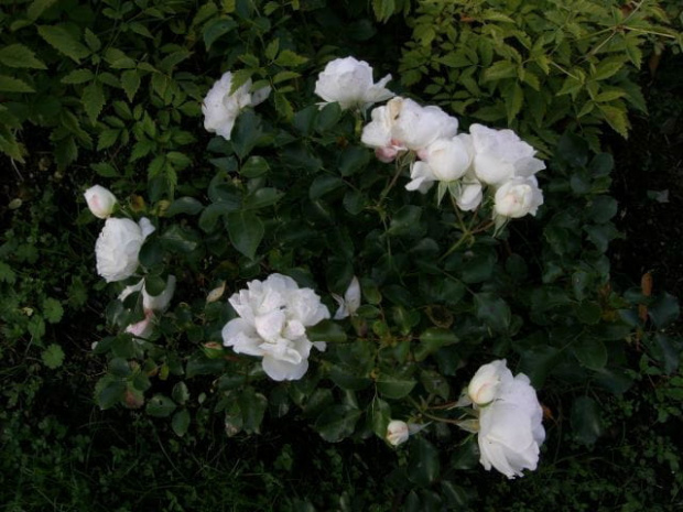 White Rose #róże