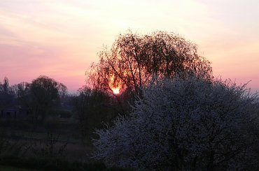 Wschód słońca o poranku #niebo #WschódSłońca #KwitnącaWiśnia #drzewa #wierzba