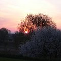 Wschód słońca o poranku #niebo #WschódSłońca #KwitnącaWiśnia #drzewa #wierzba