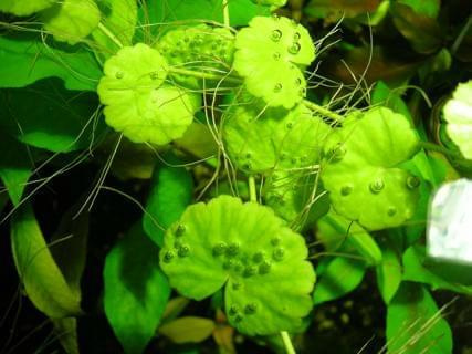 Hydrocotyle leucocephala #akwariowe #rośliny