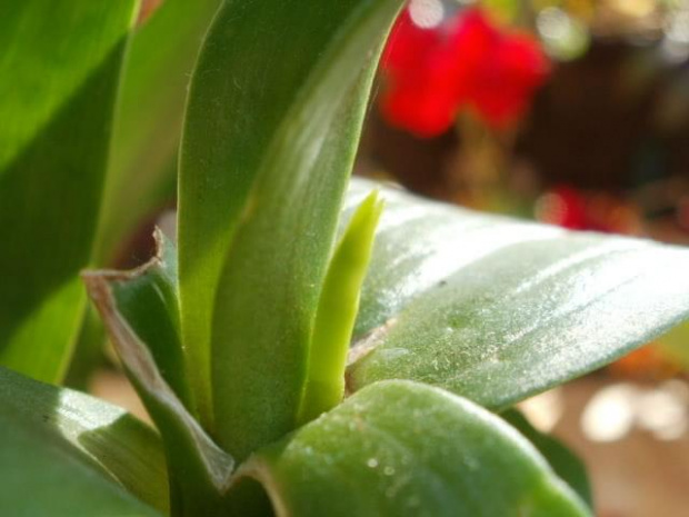 dendrobium