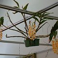 dendrobium thyrsiflorum1