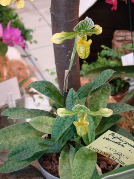 Paphiopedilum venustum v. alba