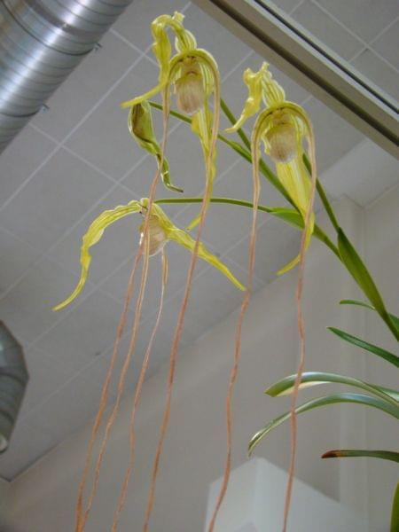 Phragmipedium wallisii1