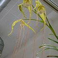 Phragmipedium wallisii1