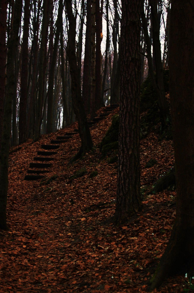 Las, las mnie otacza...
Las niezwykłym pięknem się odznacza... piękny nieokiełznany tajemniczy
Kto jego mieszkańców policzy? #las #drzewa #schody