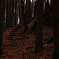 Las, las mnie otacza...
Las niezwykłym pięknem się odznacza... piękny nieokiełznany tajemniczy
Kto jego mieszkańców policzy? #las #drzewa #schody