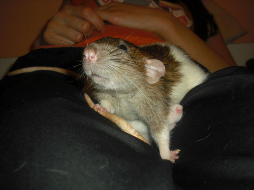 Ryś #szczury #szczur #rat #rats