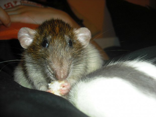 Ryś #szczury #szczur #rat #rats