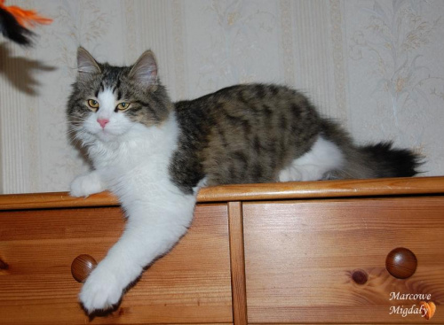Ofelia Manchzhury of Marcowe Migdaly*PL - 5 miesięcy - kotka syberyjska
