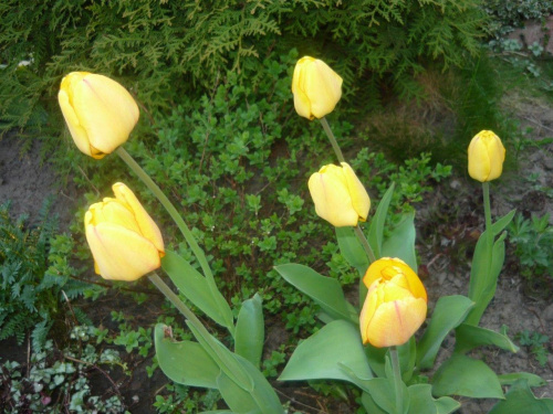 ...żółte tulipany...