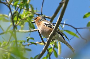 Zięba #ptaki #zięba