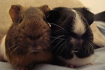 #gryzonie #marowate #ŚwinkaMorska #ŚwinkiMorskie #zwierzęta