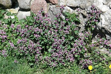 PZK - Zjazd #Zjazd #czersk #pzk #qso #zamek #wieża #cegła