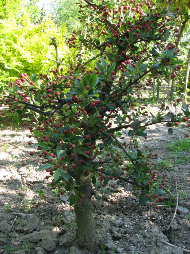 Malus Tina