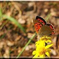 mały czerwony na żółtym;) #motyl #owad #makro #kwiat #łąką #las