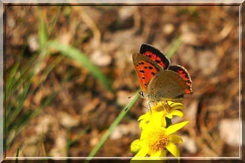 mały czerwony na żółtym;) #motyl #owad #makro #kwiat #łąką #las