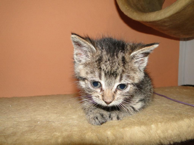 Koty do adopcji