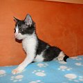 Koty do adopcji #adopcja #adopcje #Gliwice #kocięta #kot #kotki #koty #pomoc #przygarnę #schronisko #zaadoptuję #zwierzęta