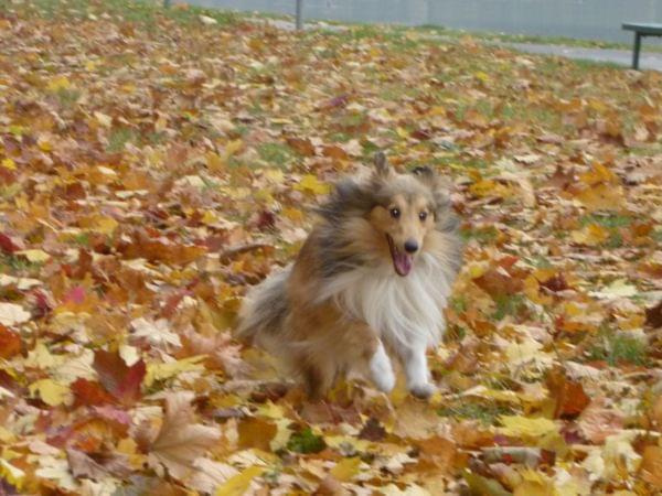 Lexus (1 rok) #SheltieOwczarekSzetlandzki