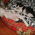 Koty do adopcji #adopcja #adopcje #Gliwice #kocięta #kot #kotki #koty #pomoc #przygarnę #schronisko #zaadoptuję #zwierzęta