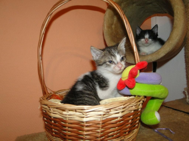 Koty do adopcji #adopcja #adopcje #Gliwice #kocięta #kot #kotki #koty #pomoc #przygarnę #schronisko #zaadoptuję #zwierzęta