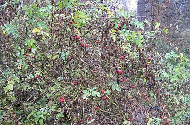 okaz dzikiej róży #dzika #DzikaRóża #róża