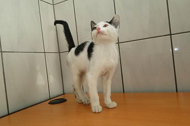 Koty do adopcji #adopcja #adopcje #Gliwice #kocięta #kot #kotki #koty #pomoc #przygarnę #schronisko #zaadoptuję #zwierzęta
