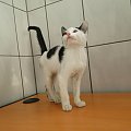 Koty do adopcji #adopcja #adopcje #Gliwice #kocięta #kot #kotki #koty #pomoc #przygarnę #schronisko #zaadoptuję #zwierzęta