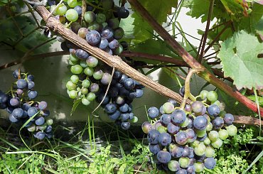 Dornfelder #winnica #winogrona #Winorośl