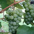2008 koniec lata
