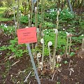 Osmunda regalis - Długosz królewski