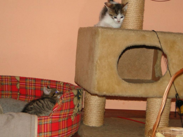 Koty do adopcji #adopcja #adopcje #Gliwice #kocięta #kot #kotki #koty #pomoc #przygarnę #schronisko #zaadoptuję #zwierzęta